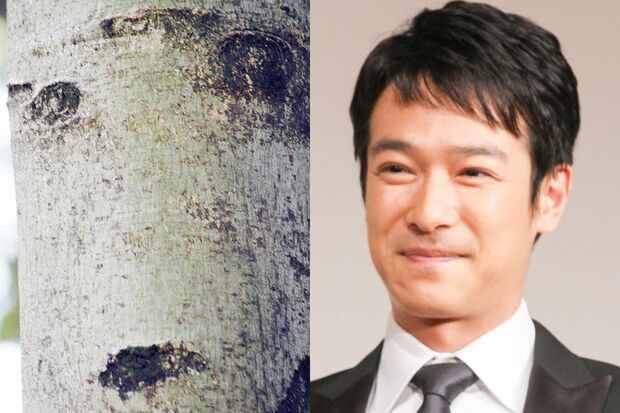 「倍返しだ!」と聞こえてきそうな半沢直樹風な堺雅人っぽい人面樹。これが見つかった調布市・都立野川公園のアオギリ林は人面樹の宝庫だそう