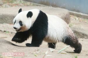 こんなに大きくなったよ！　元気に駆け回るシャンシャン