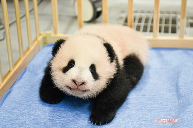 口腔内の確認でオスは5本、メスは8本の歯がそれぞれ生えていた。ものを識別し目が見えているかは不確実（同9月27日撮影）　写真／（公財）東京動物園協会提供