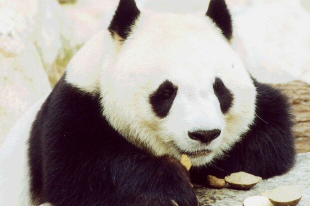 来園当初のタンタン。日本にやってきたのはまだ4歳のとき。しかし、早くも食べ方に貫禄さえ感じるほどご立派!　写真／神戸市立王子動物園