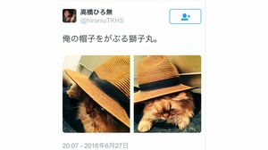 高橋のツイッターより。広田の飼い猫「獅子丸」と遊ぶ様子。同様のツイートが散見される