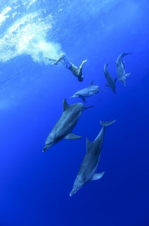 宮川さんは現在でも、スキンダイビングで自由自在にイルカと遊ぶ　（C）PLANETIST FILM PARTNERS