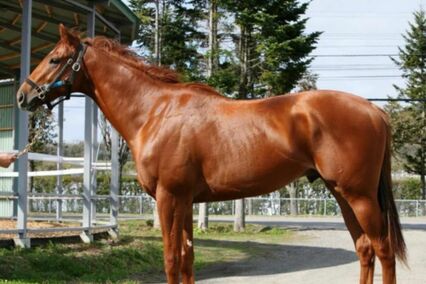 日曜劇場『ザ・ロイヤルファミリー』でロイヤルファミリー役を演じた競走馬、抜擢の理由とレースデビューを育成牧場に聞いた