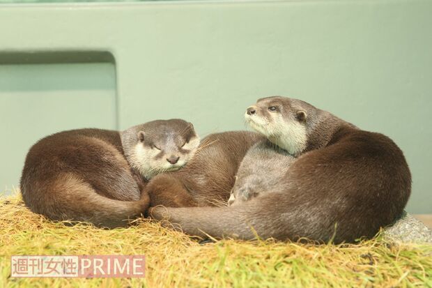 サンシャイン水族館の展示スペースでは3頭を展示。カワウソは家族で固まって寝る習性がある　撮影／吉岡竜紀