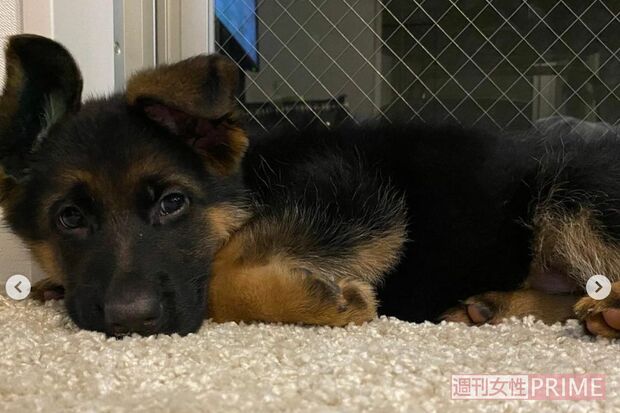 飼い主・奥さんのインスタグラム（＠urim_ajp）より、元気だったころのアダム君