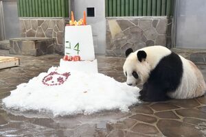 こちらは昨年のバースデー。20歳のときよりも、どこか興奮せず落ち着いている!?　食事が始まると、多くの来園者がスマホで写真をカシャ。さすが人気者のタンタン!   写真／神戸市立王子動物園