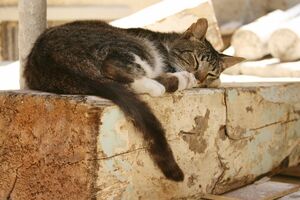 世界遺産の街で暮らす猫。警戒心もなく、ぐっすり　写真／白石あづさ