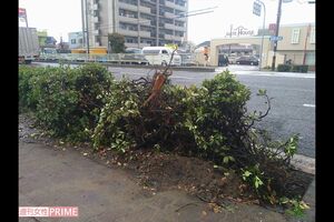 暴走したタクシーが突っ込んだ植え込み。今も木々は倒れたままだ
