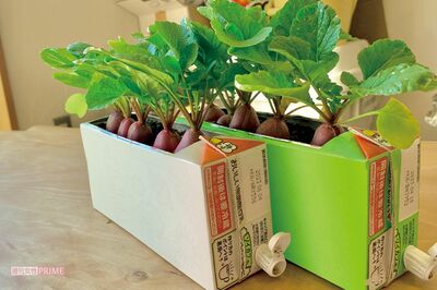 簡単すぎる《おうち菜園術》ビニールの傘袋で長ねぎを育てるSNS投稿が大バズりしたベランダ菜園家が指南!