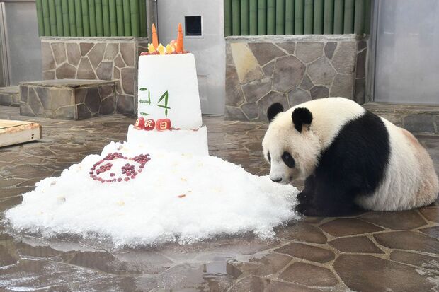 こちらは昨年のバースデー。20歳のときよりも、どこか興奮せず落ち着いている!?　食事が始まると、多くの来園者がスマホで写真をカシャ。さすが人気者のタンタン!   写真／神戸市立王子動物園