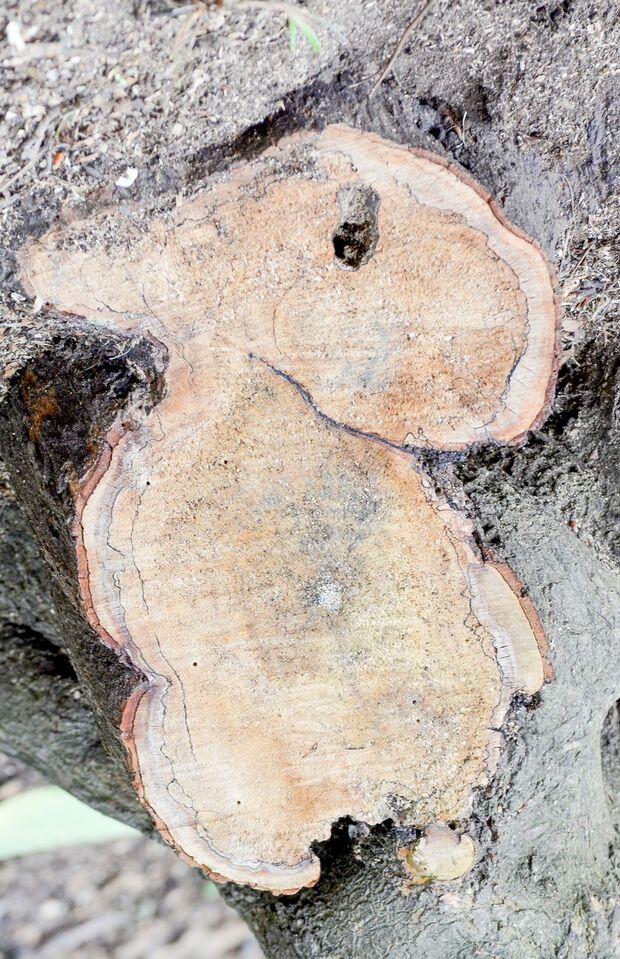 『ウサギ』剪定後の断面にも珍樹が。小山さんいわく、心を落ち着つかせて、いろんな角度から観察することがハントのコツのひとつ