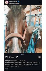 骨折した紗栄子の愛馬のボルト（本人インスタグラムより）