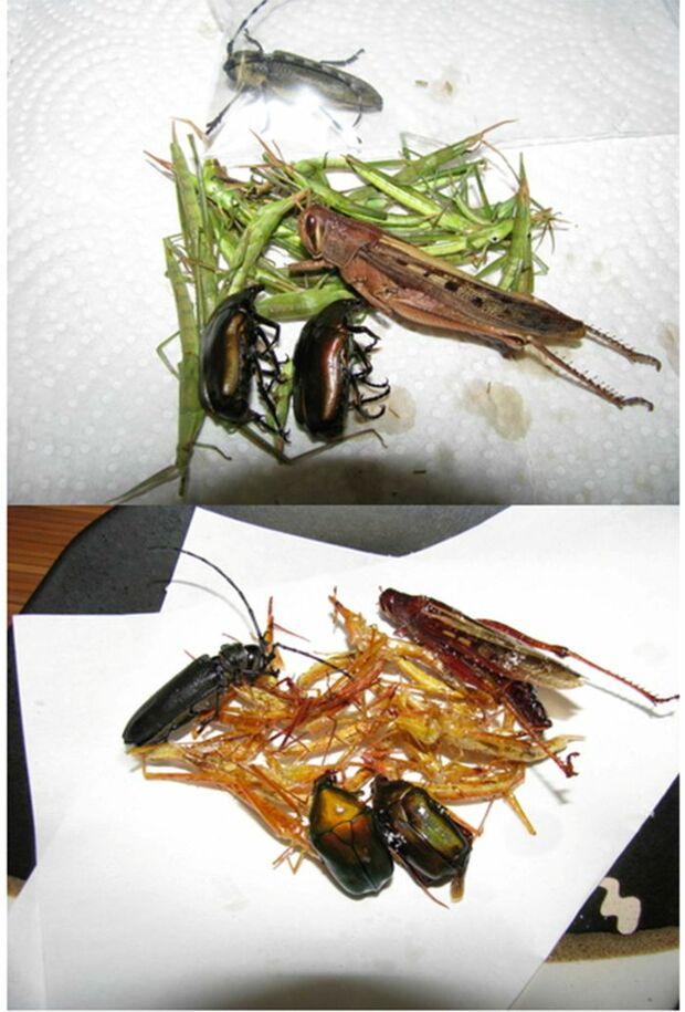 内山さんが川辺で採取した昆虫の素揚げ　昆虫食写真/内山昭一さん提供