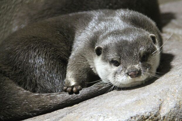 ツバメ（コツメカワウソ）＠宮島水族館（みやじマリン）