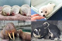 《7月15日は海の日》今年の春〜初夏に生まれた“水族館ベビー”たち!その愛くるしさに思わずメロメロ
