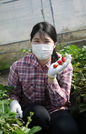 2024年、栃木県の特産物である「いちご」を収穫する愛子さま（宮内庁提供）