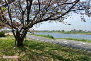 母親たちがお花見をしていた現場から見える景色