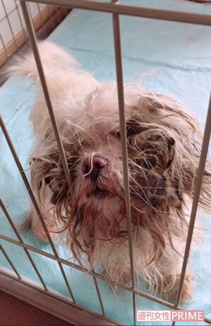 保護された犬。視界を遮るほど毛は伸び、糞などがこびりついていた（読者提供）