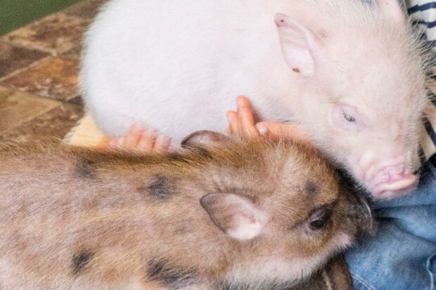 くりくりの目とまつエクいらずの長ーいまつげ♪ そんな顔でごはんをねだられたら、ついあげたくなっちゃう!