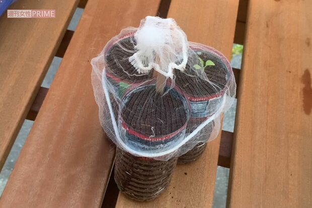 虫が出る場合は排水口ネットなどをかぶせる　撮影／林ひろし　栽培写真協力／ぽたろう