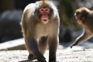 『ドッキリGP』で放送された“猿ドン”が問題視されている（写真はイメージです）