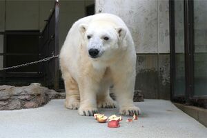 ホッキョクグマのピース（提供／愛媛県立とべ動物園）