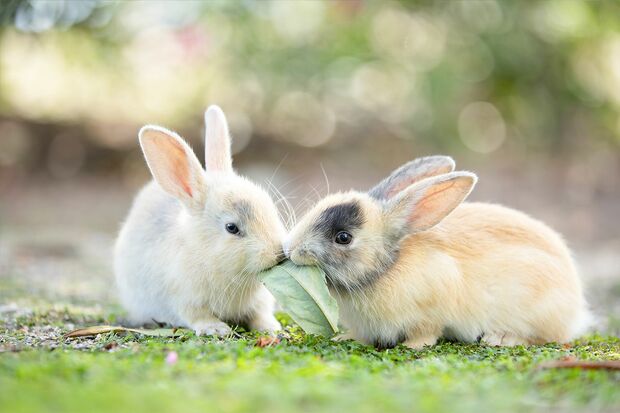 「1枚の落ち葉を2匹の子うさぎちゃんが取り合いをしているところです」（撮影／うさぎ写真家uta）