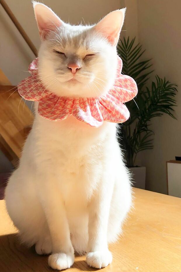 この表情、ひなたぼっこにご満悦？　“ザビエル首輪”がよくお似合い　(c)MaiYamamoto　(c)ねこ休み展 冬 2019