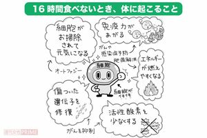 「16時間断食」するとオートファジーでいろいろな効果が（イラスト／ますみかん）
