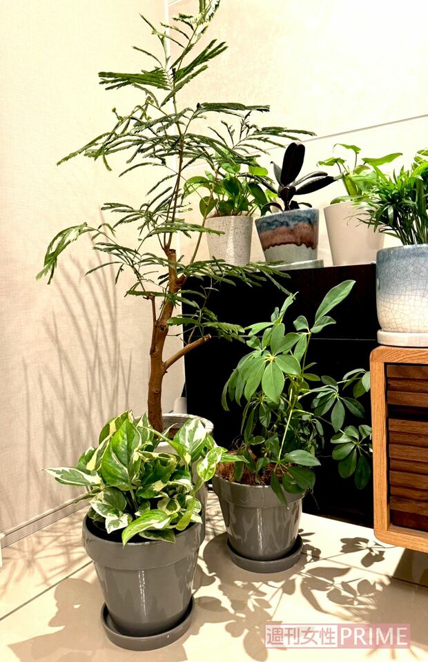 かわいいわが家の観葉植物たち。すくすく育ってほしいです　撮影／加藤綾菜