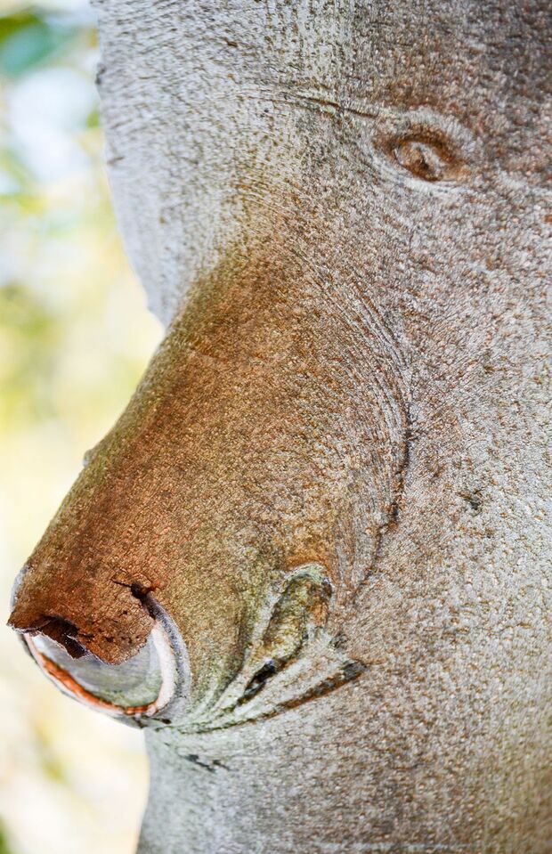『クマ』立派な鼻が特徴的なクマはモッコクという木で見つかったもの。しょんぼりした表情に哀愁を感じます