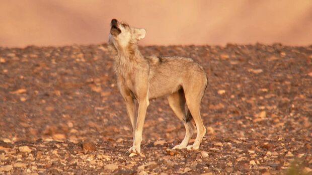 砂漠に生きる幻のオオカミ　(c)NHK