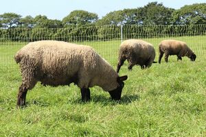 河崎さんの牧場の様子　画像提供／小学館