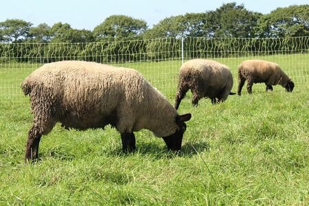 河崎さんの牧場の様子　画像提供／小学館