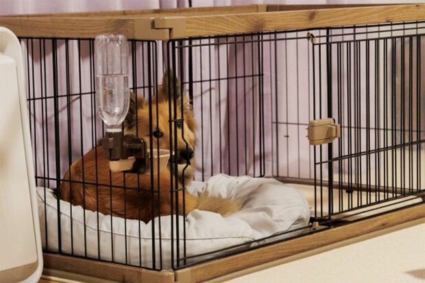 ケージは犬にとって安心できる場所である一方、閉じ込めたままでは強いストレスに。必要なとき以外は、自由に動ける環境を（写真はイメージです）
