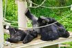 息子のキヨマサ(9歳)とたわむれるシャバーニ