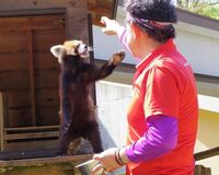 “立つレッサーパンダ”と大人気の風太くん、実はビッグダディだった