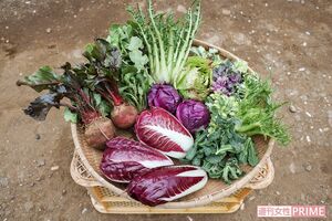 一見、ねぎくらいしかなさそうな冬の畑に、実はこんなにも高級野菜が隠れている 撮影/齋藤周造