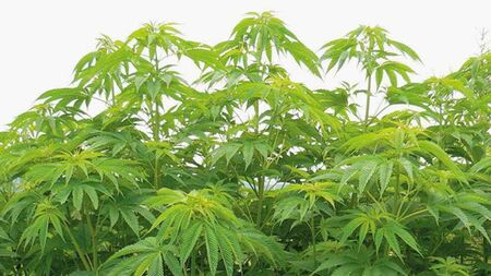 ※写真はイメージです