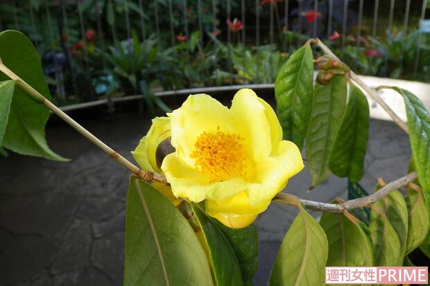 「キンカチャ」は中国名「金花茶」　撮影／渡邉智裕