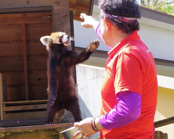  大好物のリンゴをもらおうと直立する風太くん。周りからは歓声が