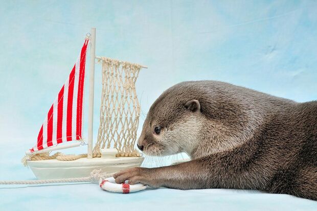 浮輪をキャッチ。夏っぽい雰囲気の1枚が完成　(c) ponchan918　(c)カワウソほんと展