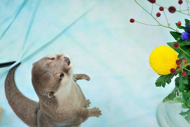 むくっと二足立ちして、もしや花に興味津々……なのかな？　(c) ponchan918　(c)カワウソほんと展