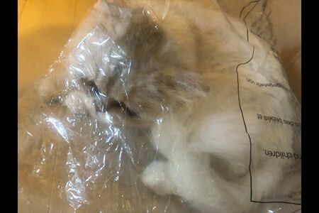 ムーさん・10歳。ビニール袋が好きすぎて入って遊ぶが、そうしているとまるでぬいぐるみ♪(※画像は飼い主提供)