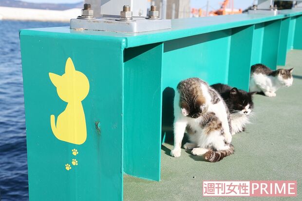 港に架かる橋でみんなでひなたぼっこ。橋にもねこのシルエットが　撮影／齋藤周造