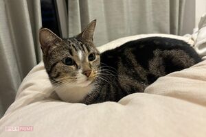 3歳のメス猫の三九ちゃん　写真提供／嶋津輝さん