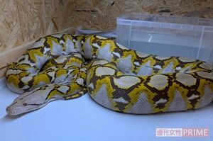 逃げ出す前のアミメニシキヘビ（飼い主の男性提供）
