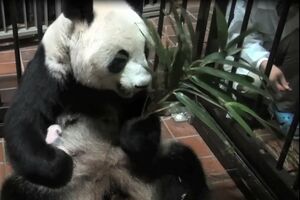 シンシンがタケノコを食べているとき、柵から職員が手を入れて赤ちゃんを取り上げ、身体測定（提供=上野動物園）