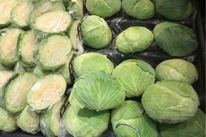 キャベツ不足で豊作といわれている白菜も値上がり傾向に。価格高騰の連鎖はどこまで……