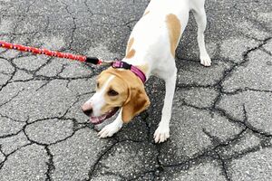 首輪のほうがコントロールしやすいが犬にとっては首に負担がかかりやすい（写真はイメージです）